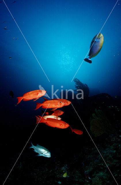 Cressent-tail bigeye (Priacanthus hamrur)