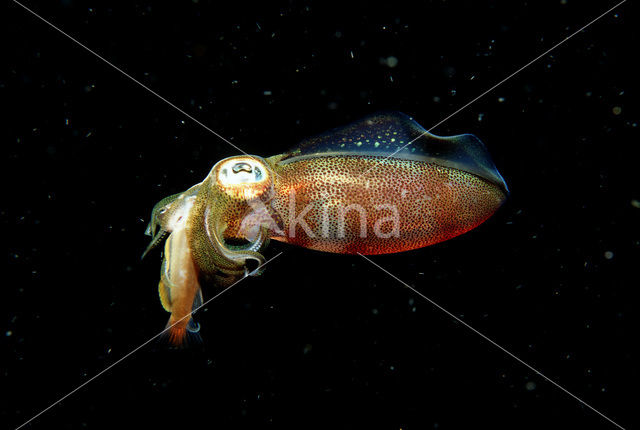 Oval Squid (Sepioteuthis lessoniana)