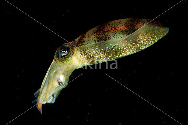 Oval Squid (Sepioteuthis lessoniana)