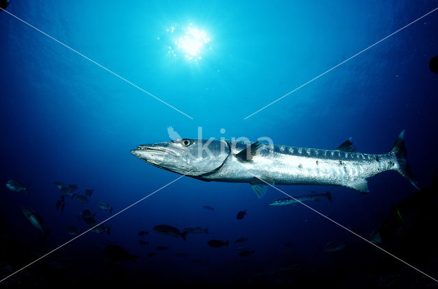 Great barracuda (Sphyraena barracuda)