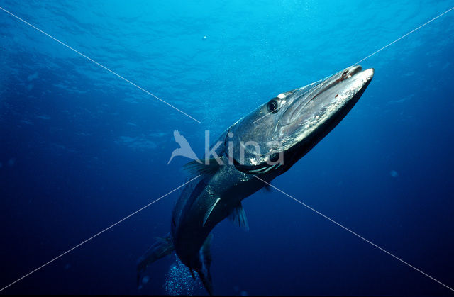 Great barracuda (Sphyraena barracuda)