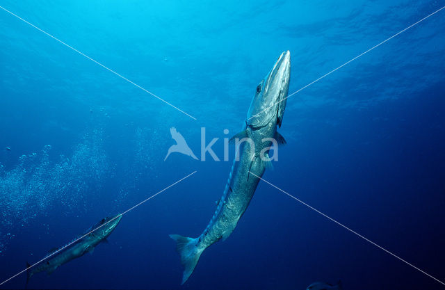 Grote Barracuda (Sphyraena barracuda)