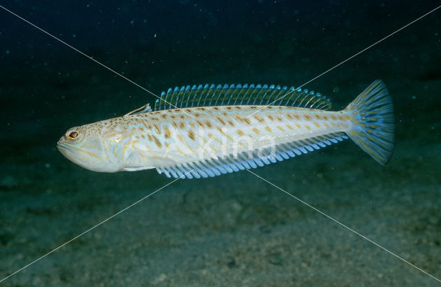 Greater Weever (Trachinus draco)