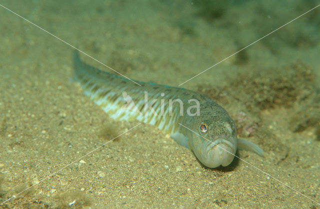 Grote pieterman (Trachinus draco)