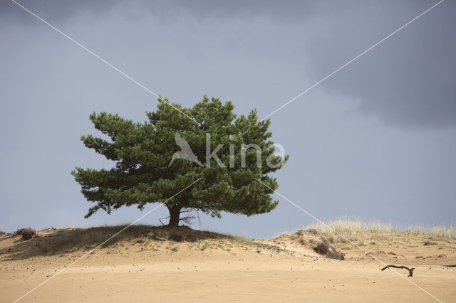 Grove den (Pinus sylvestris)