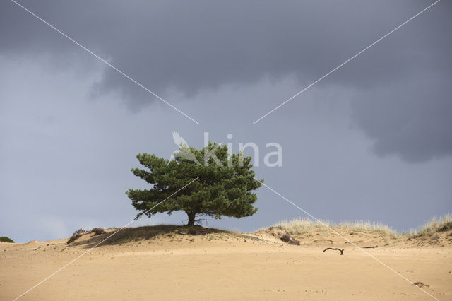 Grove den (Pinus sylvestris)