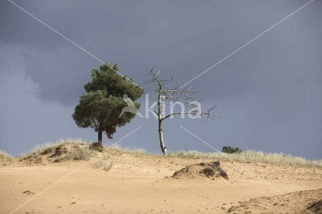 Grove den (Pinus sylvestris)