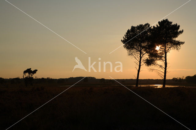 Scots Pine (Pinus sylvestris)