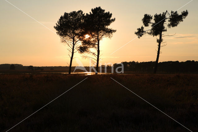 Scots Pine (Pinus sylvestris)