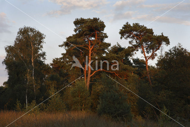Scots Pine (Pinus sylvestris)