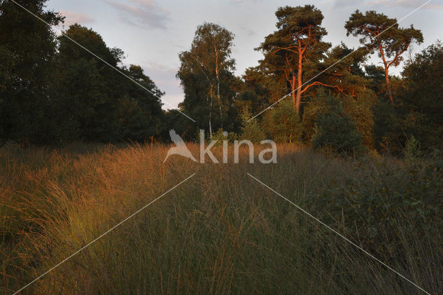 Scots Pine (Pinus sylvestris)