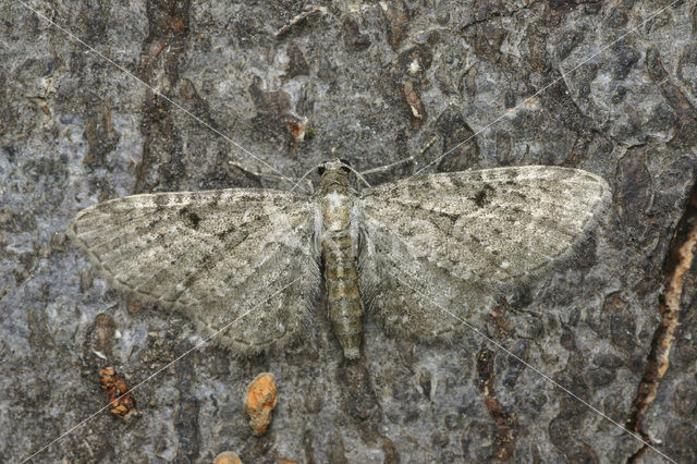 Golden-rod Pug (Eupithecia virgaureata)