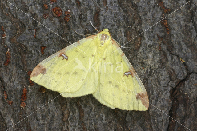 Brimstone Moth (Opisthograptis luteolata)