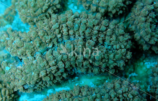 Hard coral