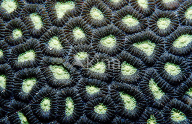 Hard coral