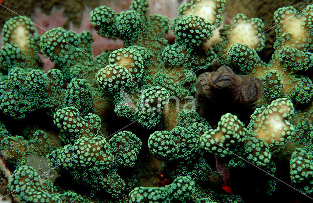 Hard coral