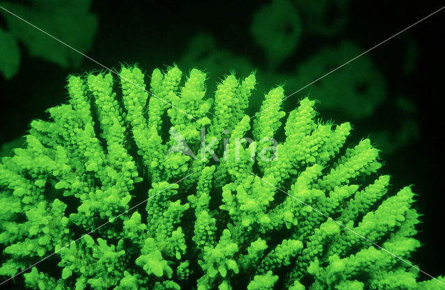 Hard coral