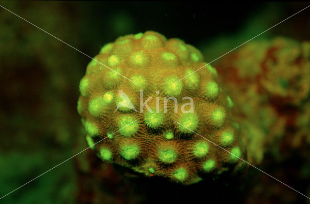 Hard coral