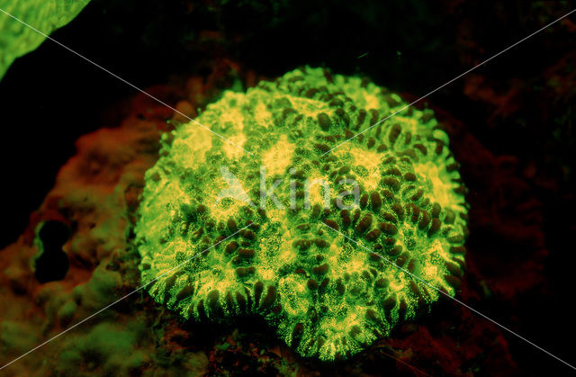 Hard coral