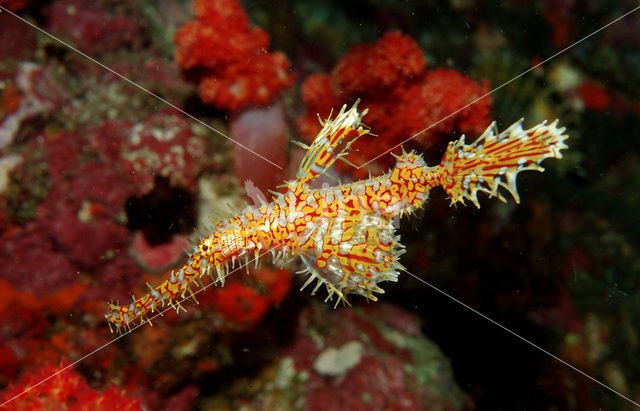 Harlekijn Spookfluitvis (Solenostomus paradoxus)