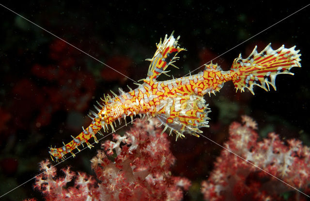 Harlequin ghost pipefish (Solenostomus paradoxus)