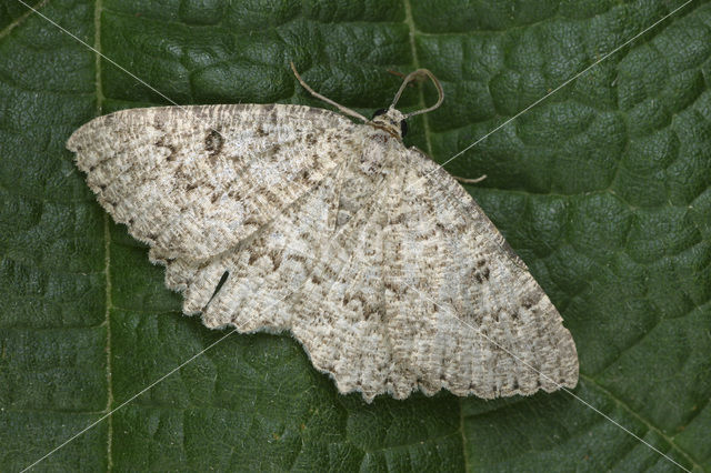 The Annulet (Charissa obscurata