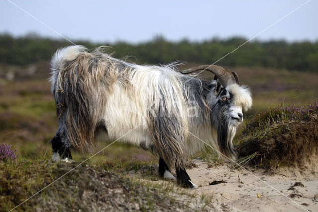 Hollandse landgeit (Capra domesticus)