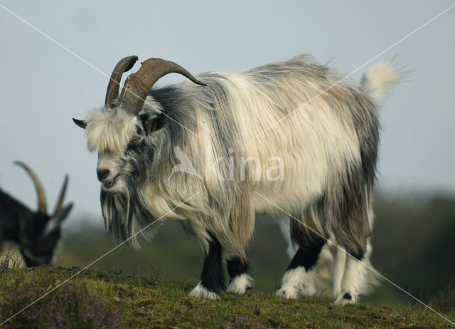 Hollandse landgeit (Capra domesticus)