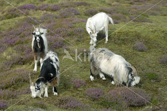 Hollandse landgeit (Capra domesticus)