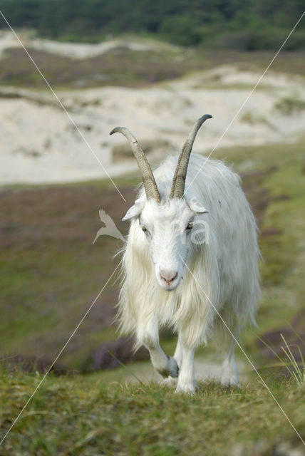 Goat (Capra domesticus)