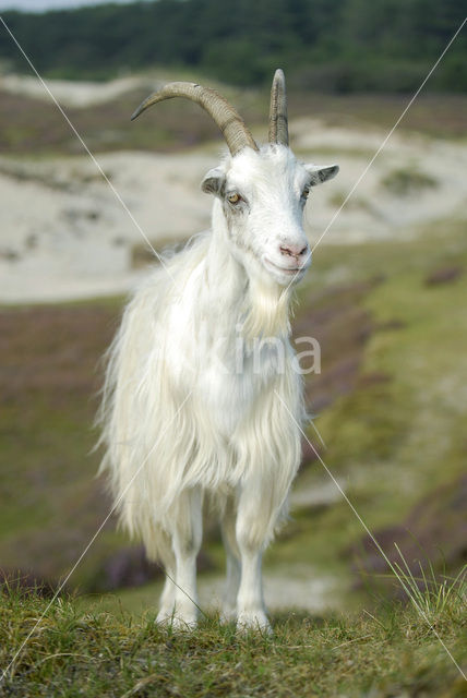 Hollandse landgeit (Capra domesticus)