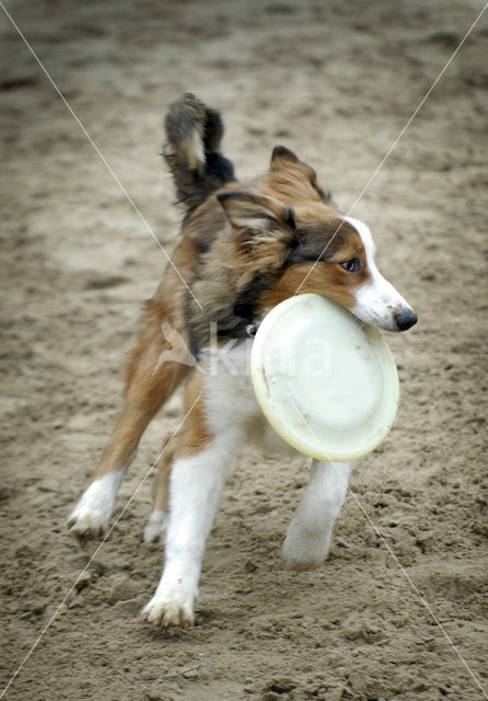 Dog (Canis domesticus)