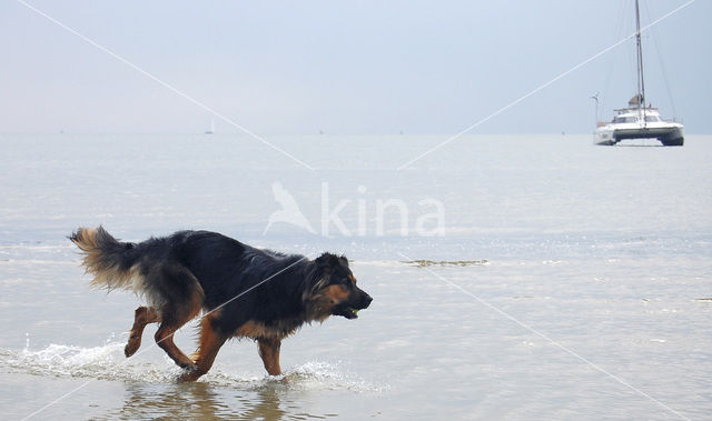 Hond (Canis domesticus)