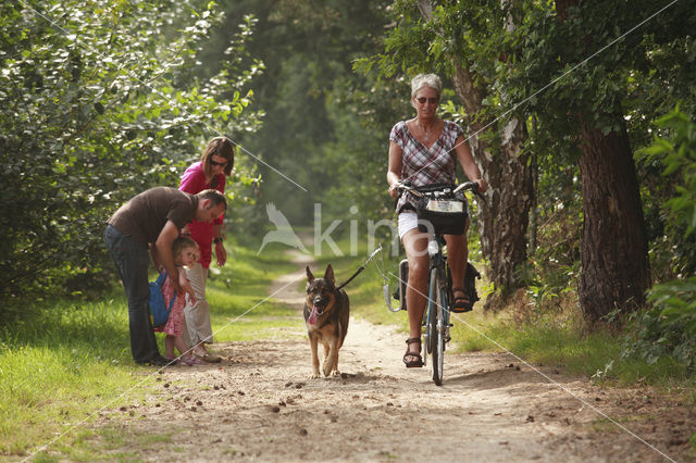 Hond (Canis domesticus)