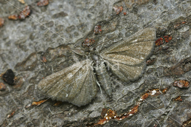 Hoornbloemdwergspanner (Eupithecia pygmaeata)