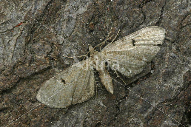Hopdwergspanner (Eupithecia assimilata)