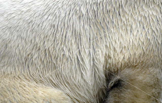 Polar bear (Ursus maritimus)