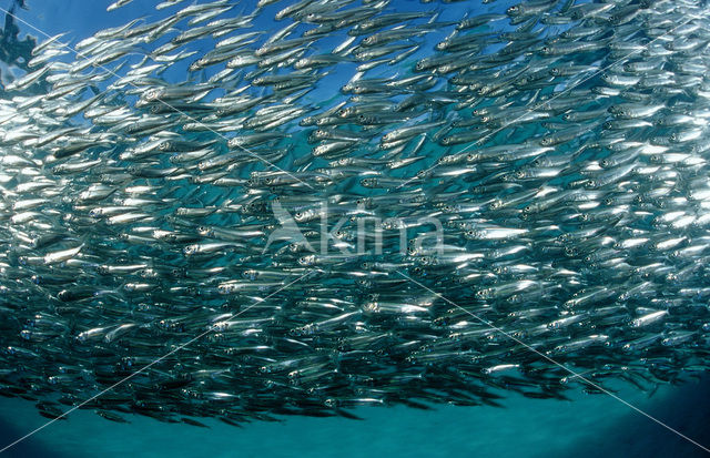 Indische glasvis (Parapriacanthus ransonneti)