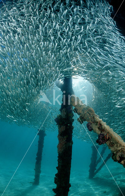 Indische glasvis (Parapriacanthus ransonneti)