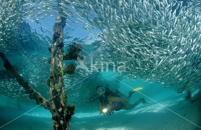 Indische glasvis (Parapriacanthus ransonneti)