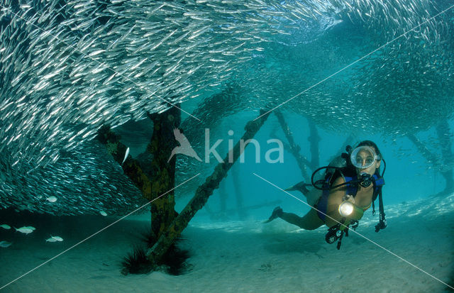 Indische glasvis (Parapriacanthus ransonneti)