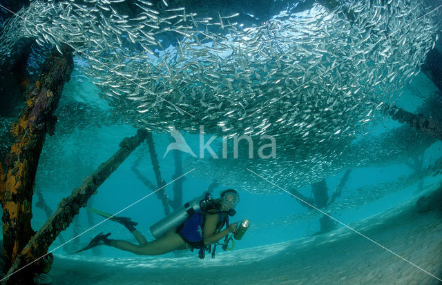 Indische glasvis (Parapriacanthus ransonneti)