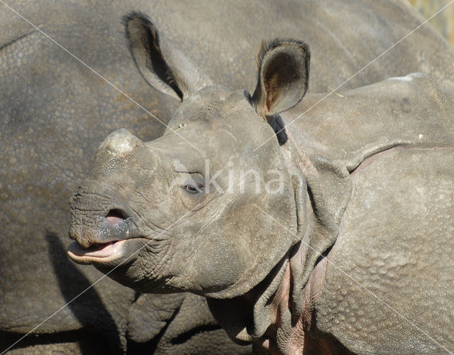 Indian rhinoceros (Rhinoceros unicornis)