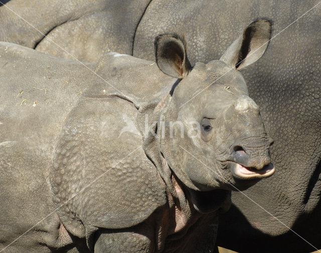 Indian rhinoceros (Rhinoceros unicornis)