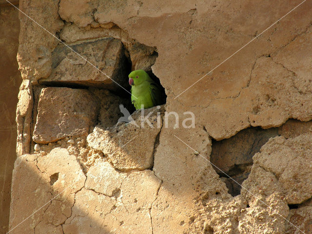 Indian parakeet (Psittacula spec)