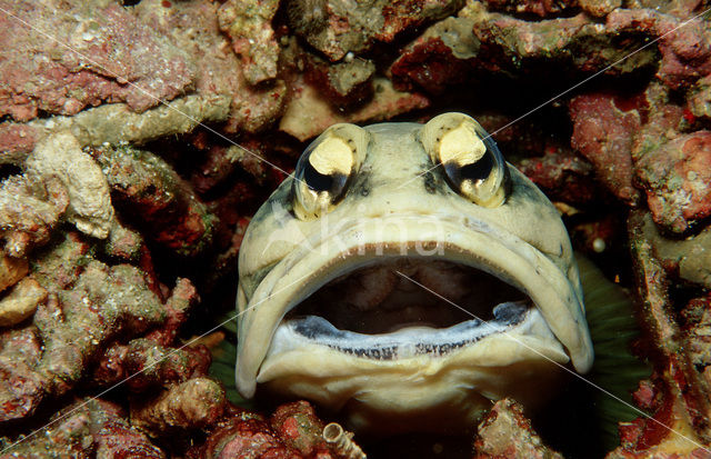 Jawfish (Opistognathus dendriticus)