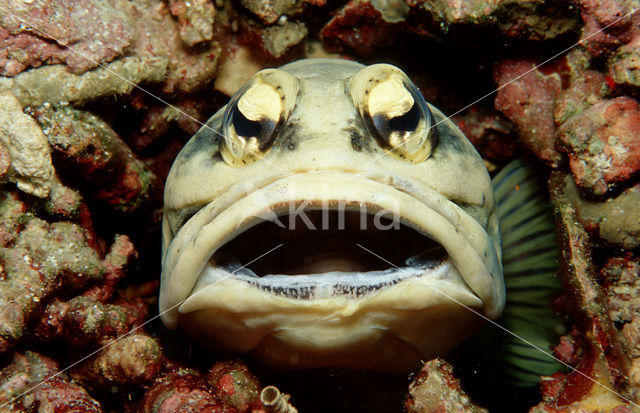 Jawfish (Opistognathus dendriticus)