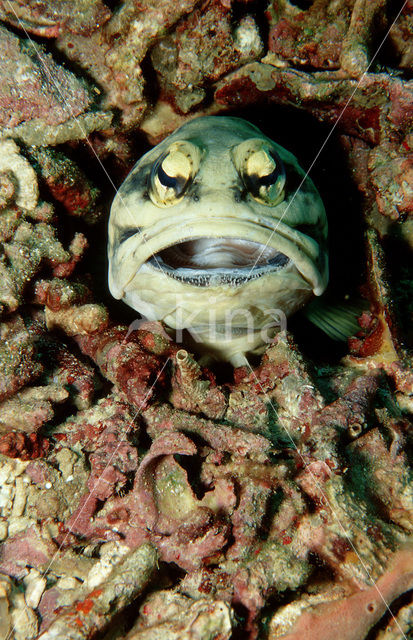 Jawfish (Opistognathus dendriticus)