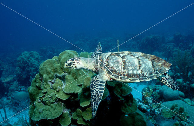 Hawksbill Turtle (Eretmochelys imbricata)