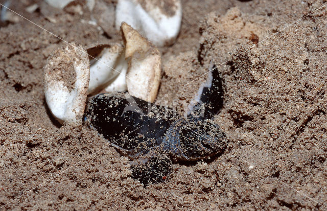 Karetschildpad (Eretmochelys imbricata)